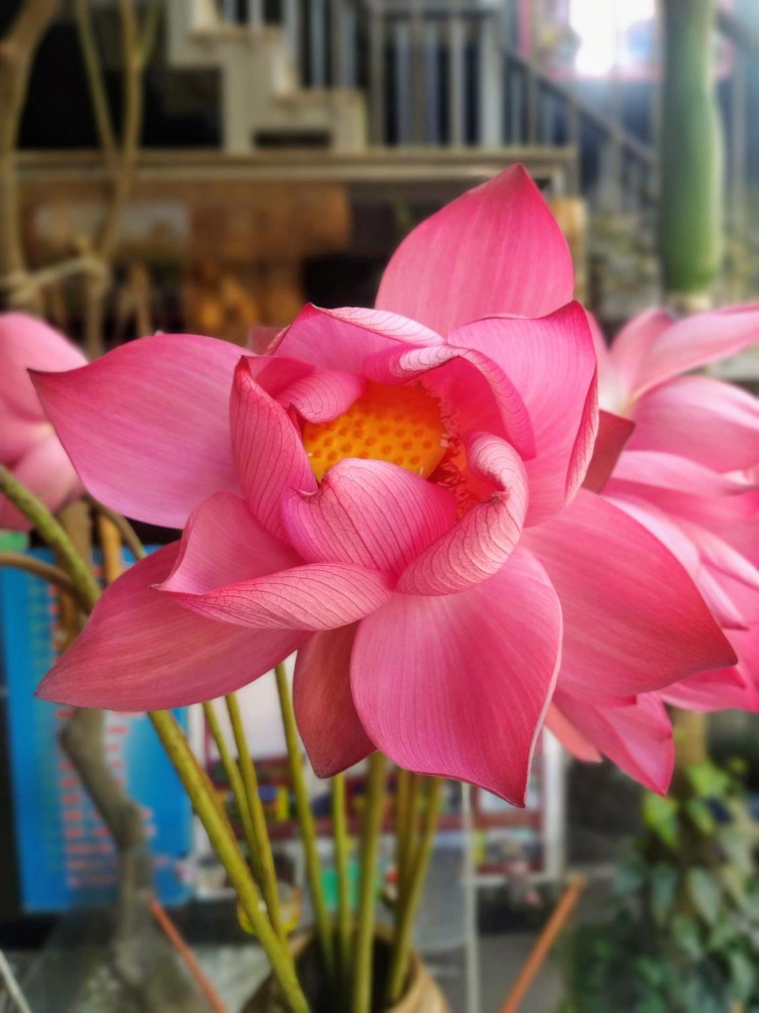 Q' Homestay Garden Villa Hue Exterior foto